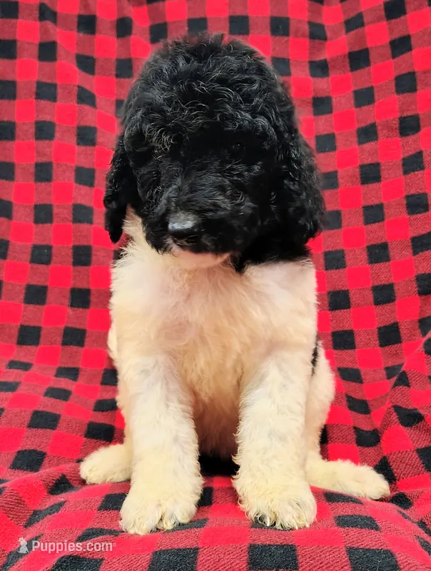 Lucky – Poodle - Multi-Colored Standard puppy for sale in Dover, OH