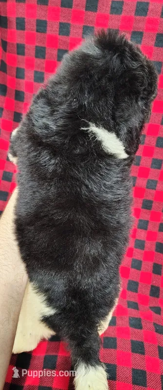 Veronika – Poodle - Multi-Colored Standard puppy for sale in Dover, OH