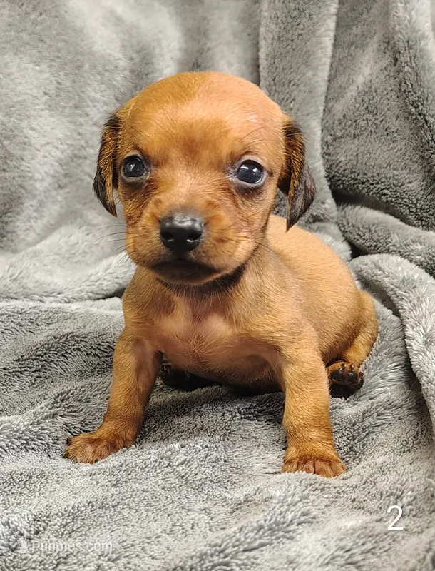 Roscoe – Miniature Dachshund puppy for sale in Dover, OH