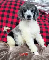 Luna, a female Poodle - Multi-Colored Standard for sale in Dover, OH – 2 of 5