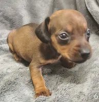 Brittany, a female Miniature Dachshund for sale in Dover, OH – 4 of 5