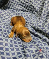 Hershey, a male Miniature Dachshund for sale in Dover, OH – 3 of 5