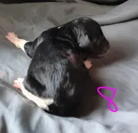 Whitney, a female Poodle - Multi-Colored Standard for sale in Dover, OH – Photo 3 of 3