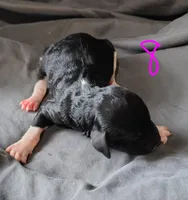 Whitney, a female Poodle - Multi-Colored Standard for sale in Dover, OH – Photo 2 of 3