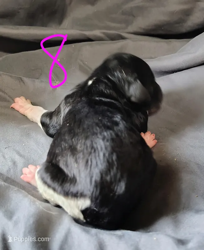 Whitney – Poodle - Multi-Colored Standard puppy for sale in Dover, OH