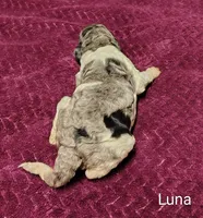 Luna, a female Poodle - Multi-Colored Standard for sale in Dover, OH – 5 of 6
