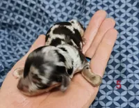 Belvedere , a male Miniature Dachshund for sale in Dover, OH – 2 of 6