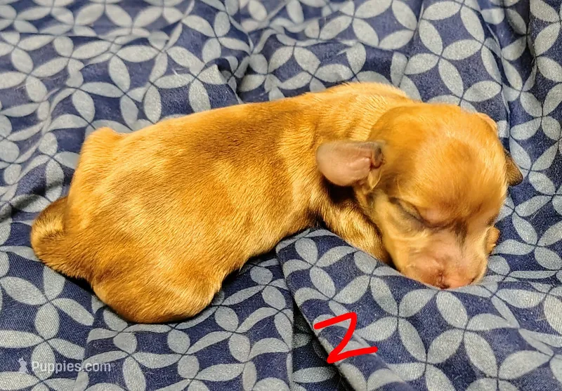 Redd – Miniature Dachshund puppy on hold in Dover, OH