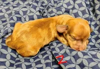 Redd, a male Miniature Dachshund for sale in Dover, OH – 1 of 5