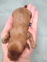 Pablo, a male Miniature Dachshund for sale in Dover, OH – 4 of 5