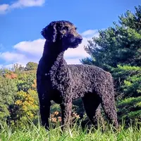 Carrie, a female Poodle - Standard  for sale in Dover, OH – Photo 2 of 5