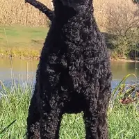 Carrie, a female Poodle - Standard  for sale in Dover, OH – Photo 5 of 5