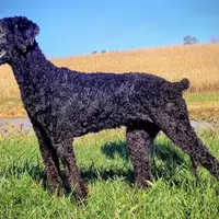 Carrie, a female Poodle - Standard  for sale in Dover, OH – Photo 4 of 5