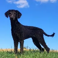 Carrie, a female Poodle - Standard  for sale in Dover, OH – Photo 1 of 5