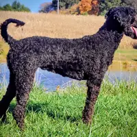 Carrie, a female Poodle - Standard  for sale in Dover, OH – Photo 3 of 5