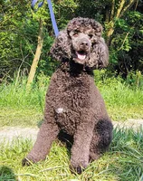 Theodore (Teddy), a male Poodle - Standard  for sale in Dover, OH – 2 of 5