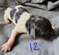 Dixon, a male Poodle - Multi-Colored Standard for sale in Dover, OH – Photo 6 of 6