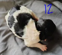 Dixon, a male Poodle - Multi-Colored Standard for sale in Dover, OH – Photo 4 of 6