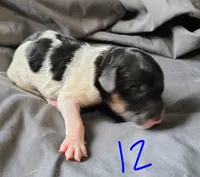 Dixon, a male Poodle - Multi-Colored Standard for sale in Dover, OH – Photo 5 of 6