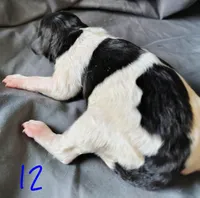 Dixon, a male Poodle - Multi-Colored Standard for sale in Dover, OH – Photo 3 of 6