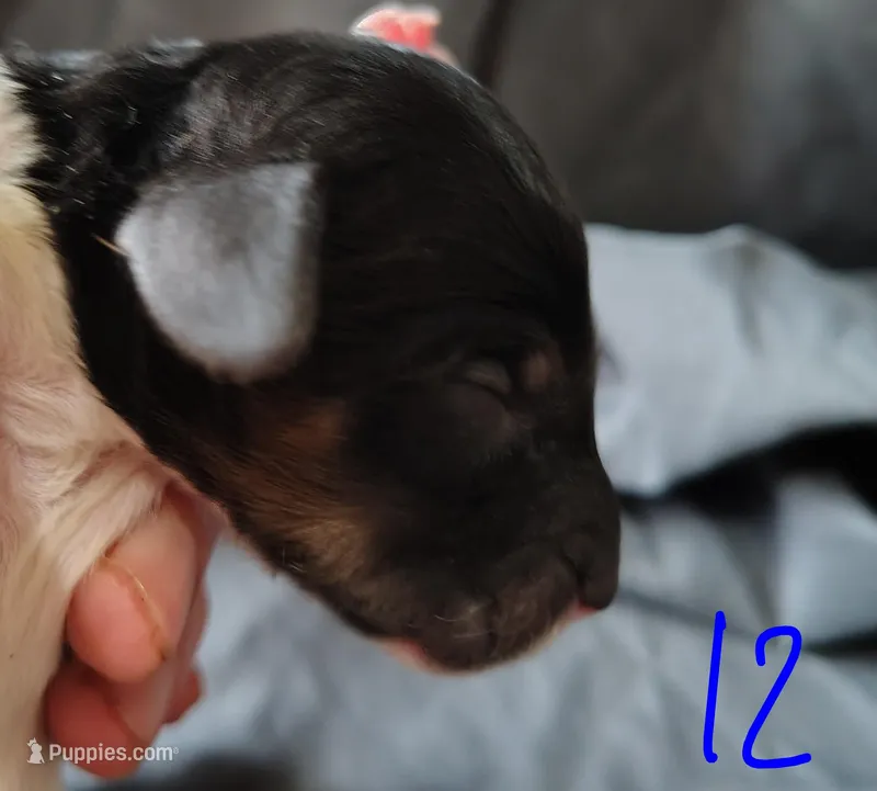 Dixon – Poodle - Multi-Colored Standard puppy for sale in Dover, OH