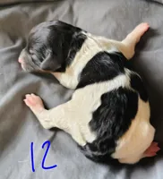 Dixon, a male Poodle - Multi-Colored Standard for sale in Dover, OH – Photo 2 of 6