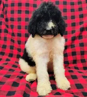 Jasper, a male Poodle - Multi-Colored Standard for sale in Dover, OH – 5 of 5