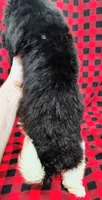 Jackson, a male Poodle - Multi-Colored Standard for sale in Dover, OH – 4 of 5