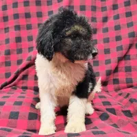 Kesha, a female Poodle - Multi-Colored Standard for sale in Dover, OH – 3 of 4