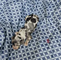 Belvedere , a male Miniature Dachshund for sale in Dover, OH – 5 of 6