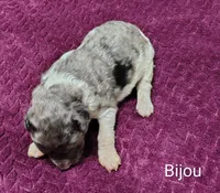 Bijou, a female Poodle - Multi-Colored Standard for sale in Dover, OH – 4 of 4