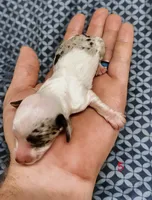 Cynthia, a female Miniature Dachshund for sale in Dover, OH – 6 of 6