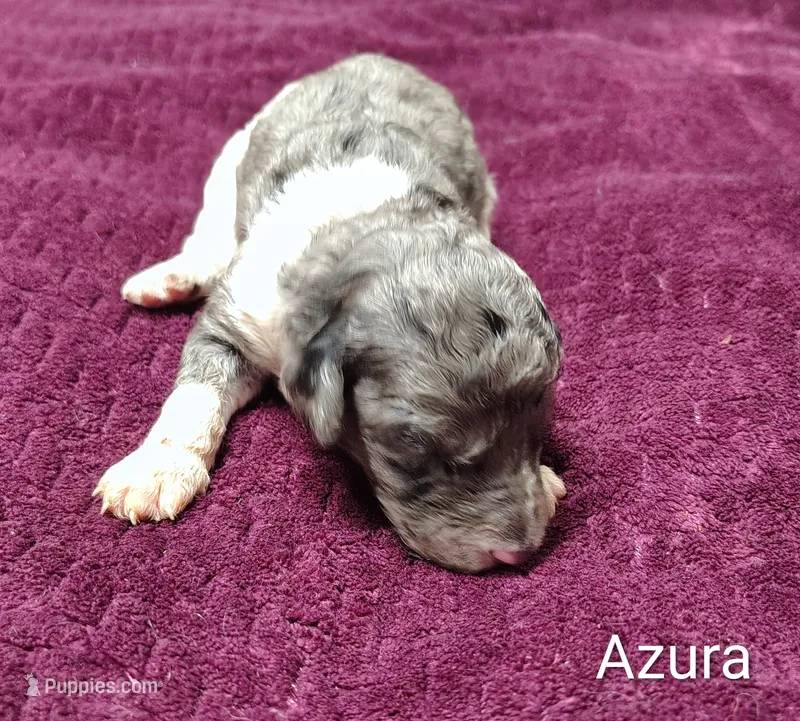 Azura – Poodle - Multi-Colored Standard puppy for sale in Dover, OH