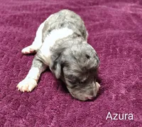 Azura, a female Poodle - Multi-Colored Standard for sale in Dover, OH – 1 of 4