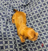 Polley, a female Miniature Dachshund for sale in Dover, OH – 4 of 4