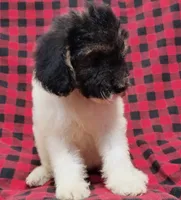 Dixon, a male Poodle - Multi-Colored Standard for sale in Dover, OH – 2 of 7