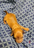 Polley, a female Miniature Dachshund for sale in Dover, OH – 3 of 4