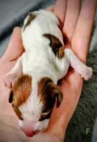 Franny, a female Miniature Dachshund for sale in Dover, OH – 2 of 4