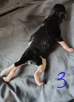 Jackson, a male Poodle - Multi-Colored Standard for sale in Dover, OH – Photo 3 of 3