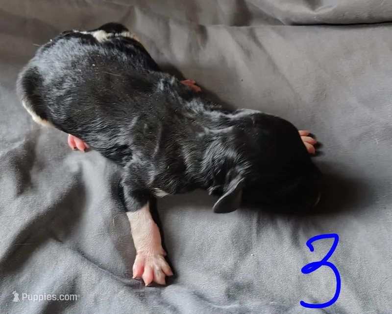 Jackson – Poodle - Multi-Colored Standard puppy for sale in Dover, OH