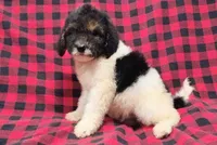 Dixon, a male Poodle - Multi-Colored Standard for sale in Dover, OH – 6 of 7