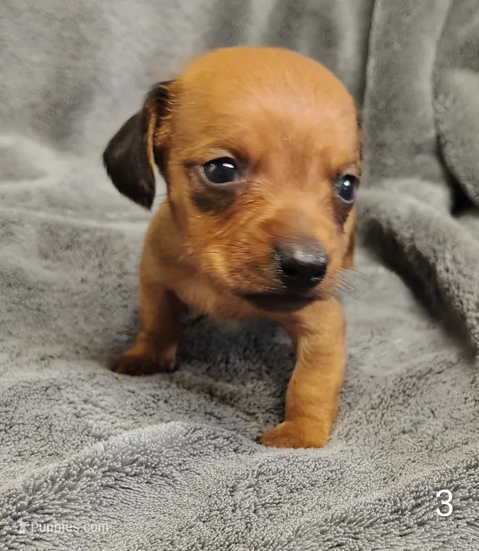 Pablo – Miniature Dachshund puppy for sale in Dover, OH