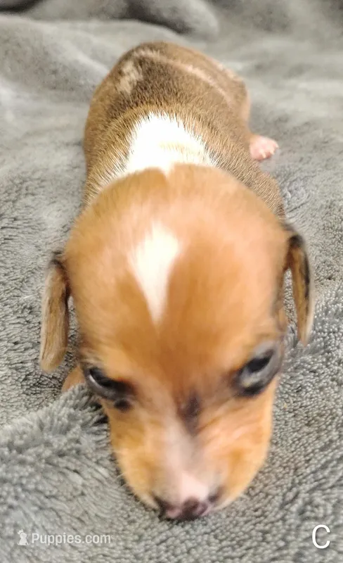 Chip – Miniature Dachshund puppy for sale in Dover, OH