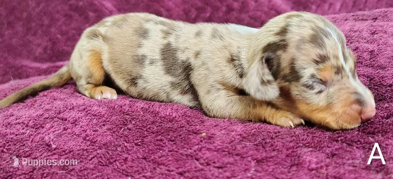 Alvin – Miniature Dachshund puppy for sale in Dover, OH