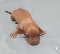 Pablo, a male Miniature Dachshund for sale in Dover, OH – 1 of 5