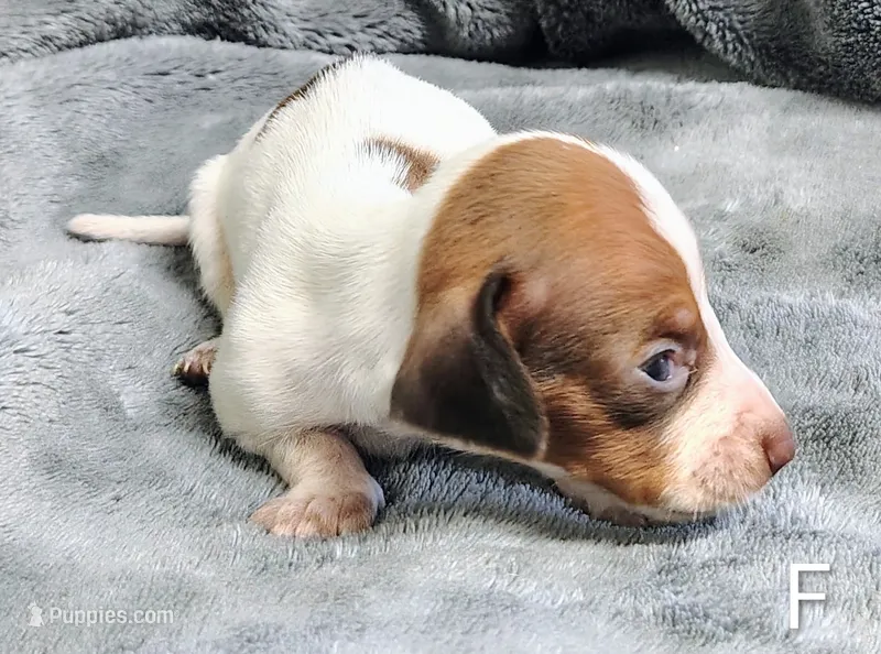 Franny – Miniature Dachshund puppy for sale in Dover, OH