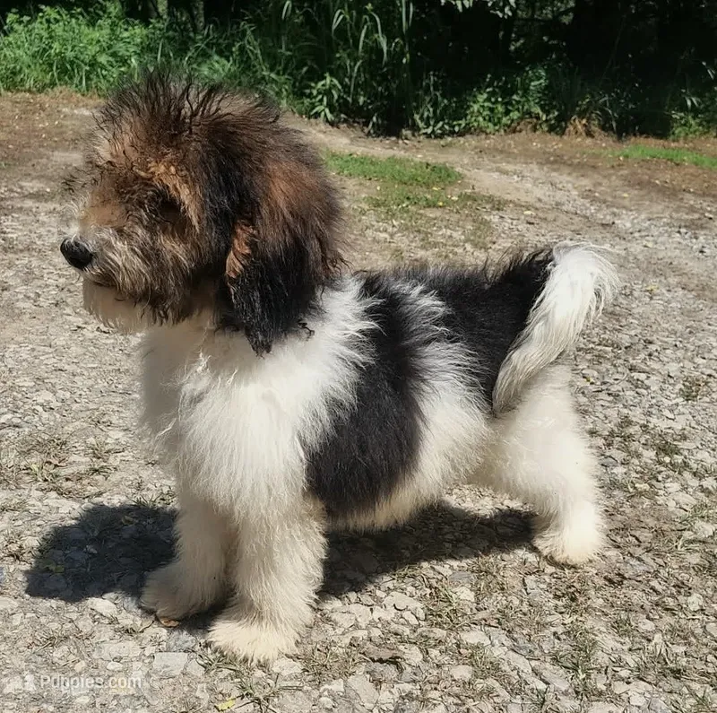Dixon – Poodle - Standard  puppy for sale in Dover, OH