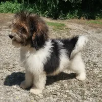 Dixon, a male Poodle - Standard  for sale in Dover, OH – 1 of 4