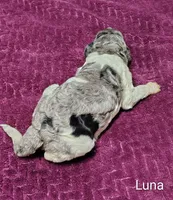 Luna, a female Poodle - Multi-Colored Standard for sale in Dover, OH – 2 of 6