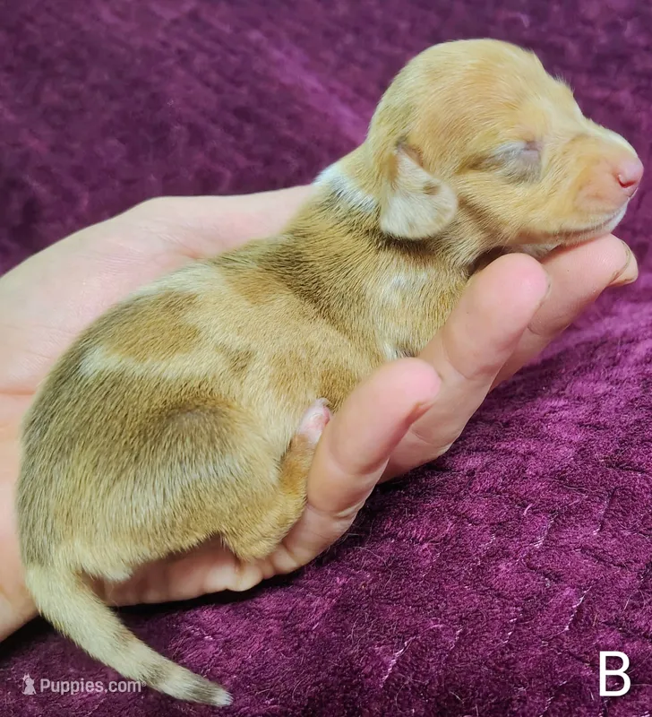 Bella – Miniature Dachshund puppy on hold in Dover, OH
